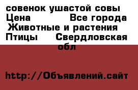 совенок ушастой совы › Цена ­ 5 000 - Все города Животные и растения » Птицы   . Свердловская обл.